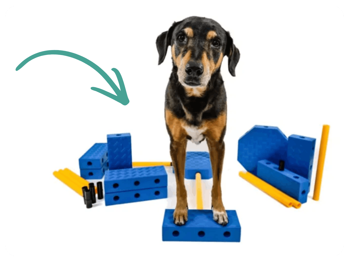 FitPaws FitKinect Xtra FitPaws FitKinect XTRA für Hunde – modulares Trainingssystem für Hundefitness und Cavaletti-Training